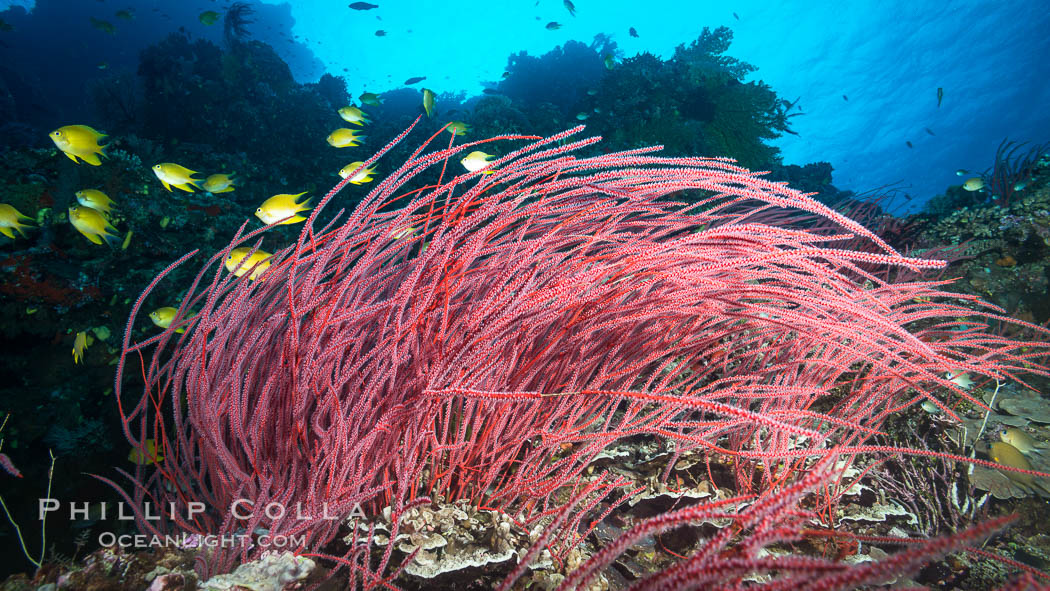 Red whip coral, Ellisella ceratophyta, Mount Mutiny, Bligh Waters, Fiji. Vatu I Ra Passage, Viti Levu  Island, Ellisella ceratophyta, Gorgonacea, natural history stock photograph, photo id 31332