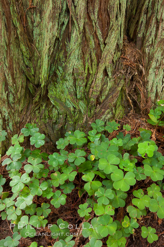 Clover covers shaded ground below coast redwoods in Redwood National Park. California, USA, natural history stock photograph, photo id 25868