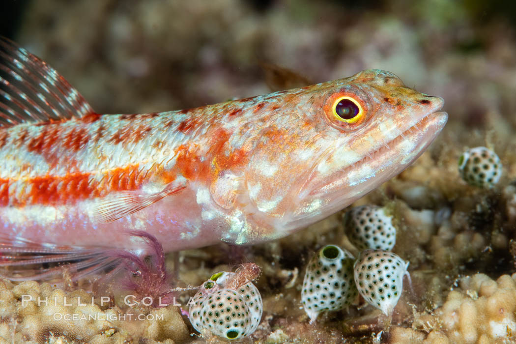 Reef lizardfish, Synodus variegatus, Fiji., Synodus variegatus, natural history stock photograph, photo id 34772