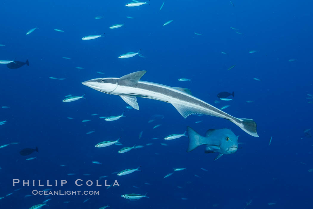 Remora, Slender Suckerfish, Echeneis naucrates, Fiji. Nigali Passage, Gau Island, Lomaiviti Archipelago, natural history stock photograph, photo id 31346