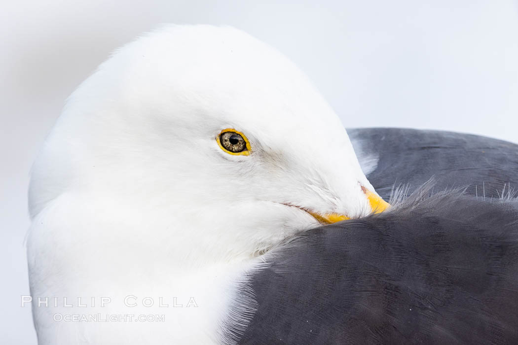 Resting Western Gull Portrait., natural history stock photograph, photo id 37642