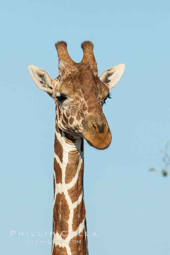Reticulated giraffe, Meru National Park. Kenya, Giraffa camelopardalis reticulata, natural history stock photograph, photo id 29654