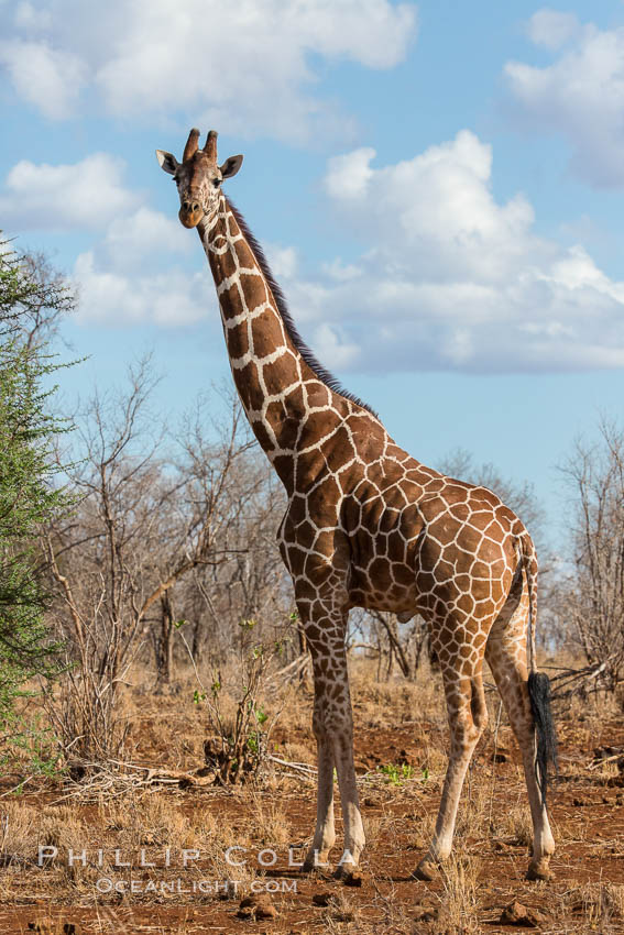 Reticulated giraffe, Meru National Park. Kenya, Giraffa camelopardalis reticulata, natural history stock photograph, photo id 29670