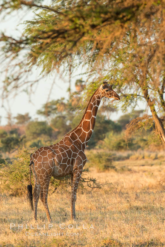 Reticulated giraffe, Meru National Park. Kenya, Giraffa camelopardalis reticulata, natural history stock photograph, photo id 29756