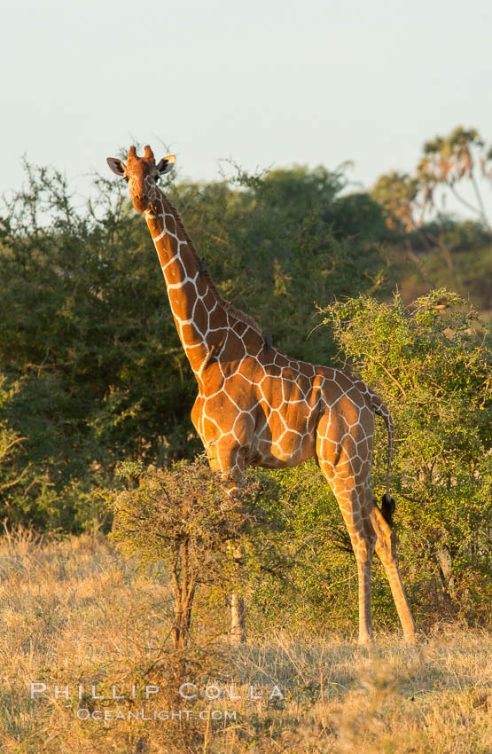 Reticulated giraffe, Meru National Park. Kenya, Giraffa camelopardalis reticulata, natural history stock photograph, photo id 29755