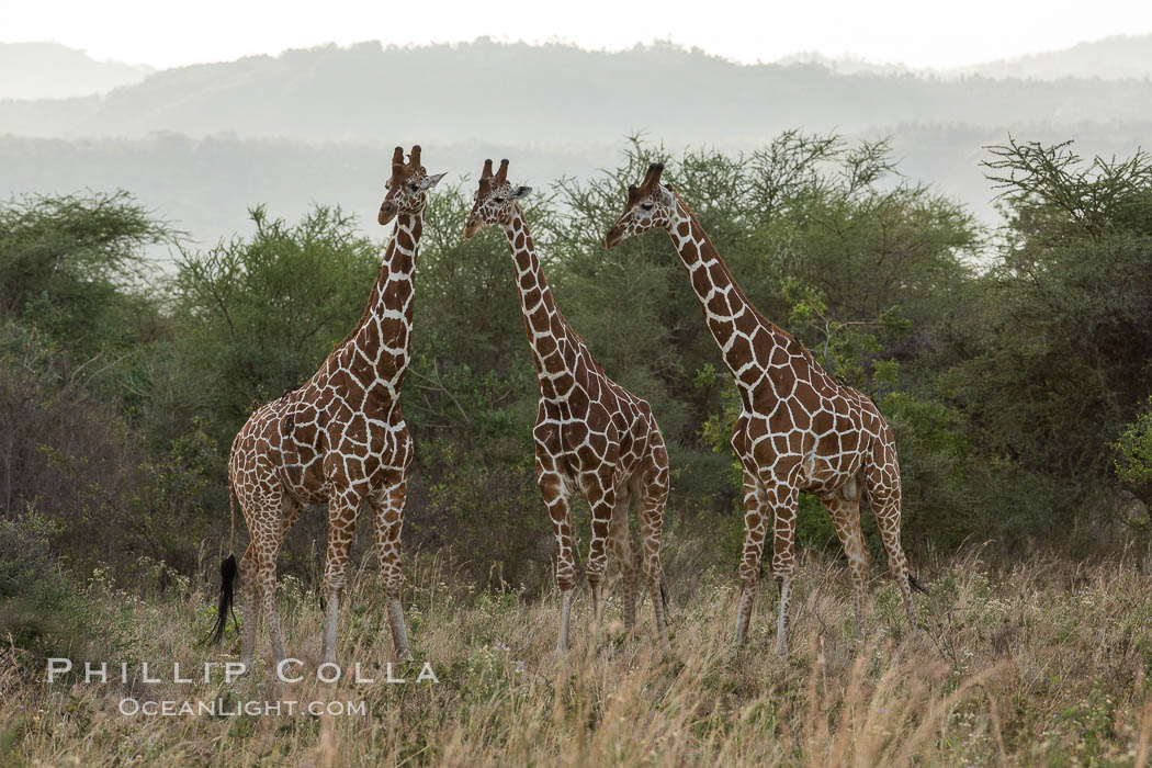 Reticulated giraffe, Meru National Park. Kenya, Giraffa camelopardalis reticulata, natural history stock photograph, photo id 29673