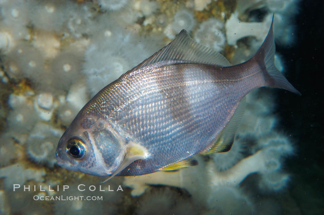 Pile surfperch., Rhacochilus vacca, natural history stock photograph, photo id 09034