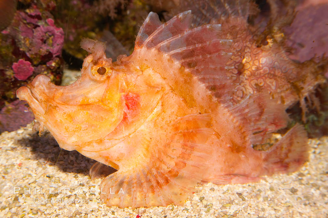 Weedy scorpionfish.  Tropical scorpionfishes are camoflage experts, changing color and apparent texture in order to masquerade as rocks, clumps of algae or detritus., Rhinopias frondossa, natural history stock photograph, photo id 12897