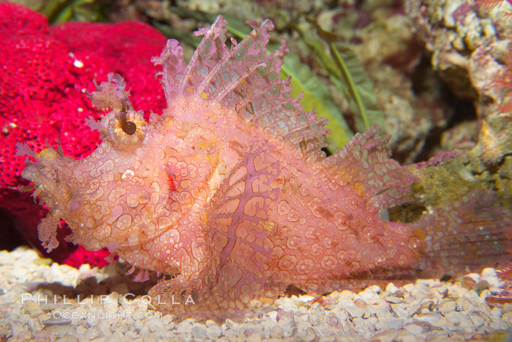 Tropical scorpionfishes are camoflage experts, changing color and apparent texture in order to masquerade as rocks, clumps of algae or detritus., Rhinopias, natural history stock photograph, photo id 14497