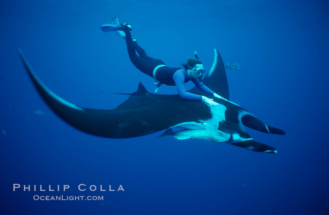 Manta ray and freediver. San Benedicto Island (Islas Revillagigedos), Baja California, Mexico, Manta birostris, natural history stock photograph, photo id 02462