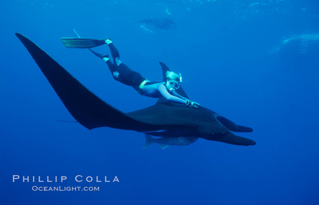 Manta ray and freediver. San Benedicto Island (Islas Revillagigedos), Baja California, Mexico, Manta birostris, natural history stock photograph, photo id 02460