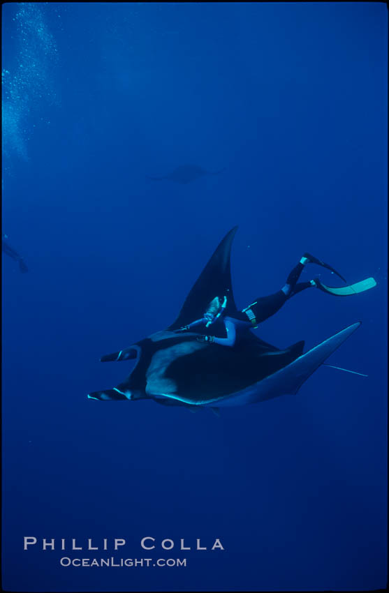 Manta ray and freediver. San Benedicto Island (Islas Revillagigedos), Baja California, Mexico, Manta birostris, natural history stock photograph, photo id 02457