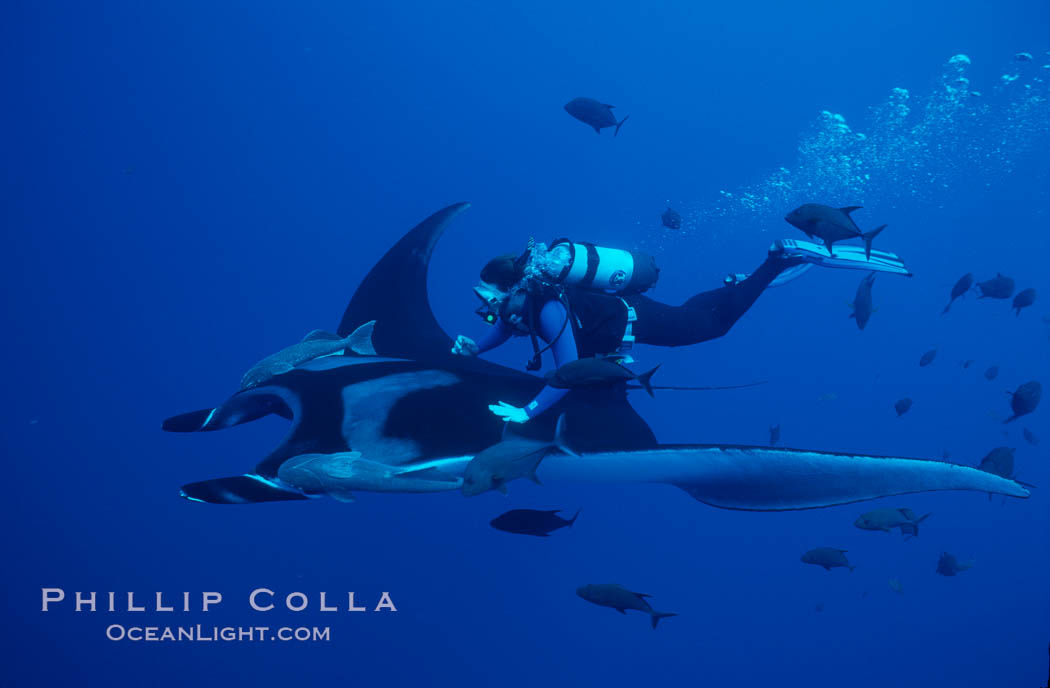 Manta ray and scuba diver. San Benedicto Island (Islas Revillagigedos), Baja California, Mexico, Manta birostris, natural history stock photograph, photo id 02465