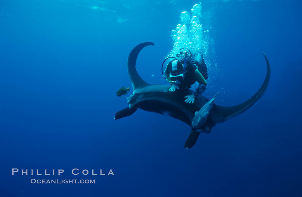 Manta ray and scuba diver. San Benedicto Island (Islas Revillagigedos), Baja California, Mexico, Manta birostris, natural history stock photograph, photo id 02469