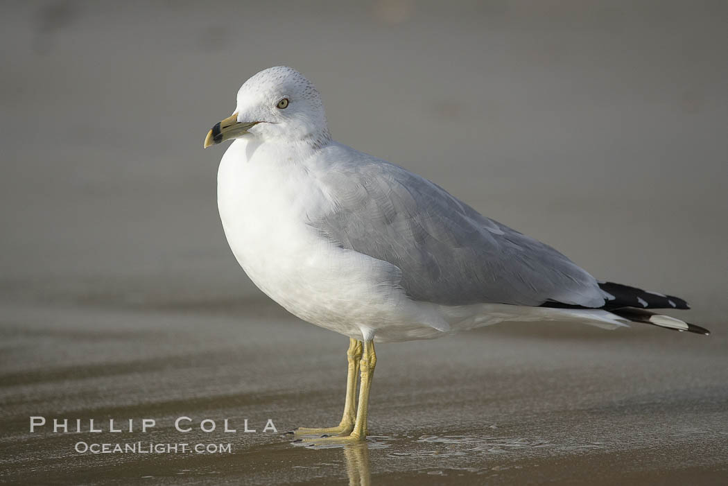 Ring-billed gull, Cardiff. Cardiff by the Sea, California, USA, Larus delawarensis, natural history stock photograph, photo id 18598