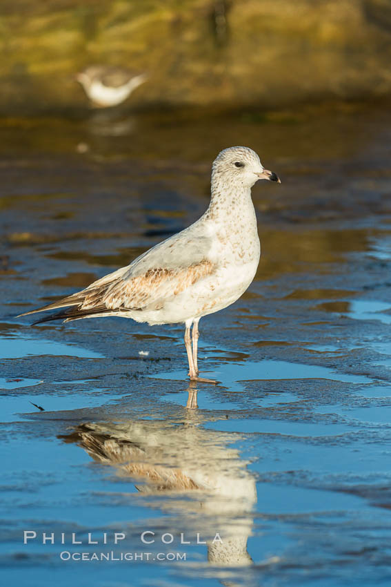 Ring-billed gull. La Jolla, California, USA, Larus delawarensis, natural history stock photograph, photo id 30351