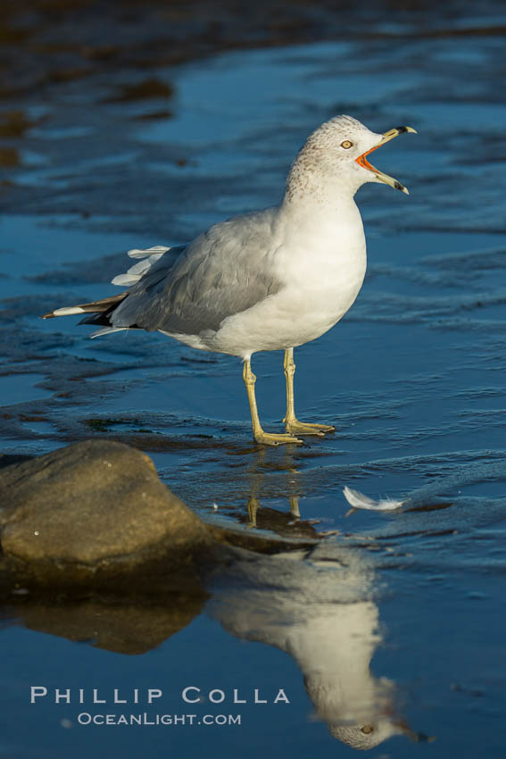 Ring-billed gull. La Jolla, California, USA, Larus delawarensis, natural history stock photograph, photo id 30355