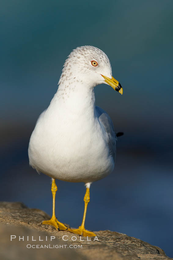 Ring-billed gull. La Jolla, California, USA, Larus delawarensis, natural history stock photograph, photo id 18300
