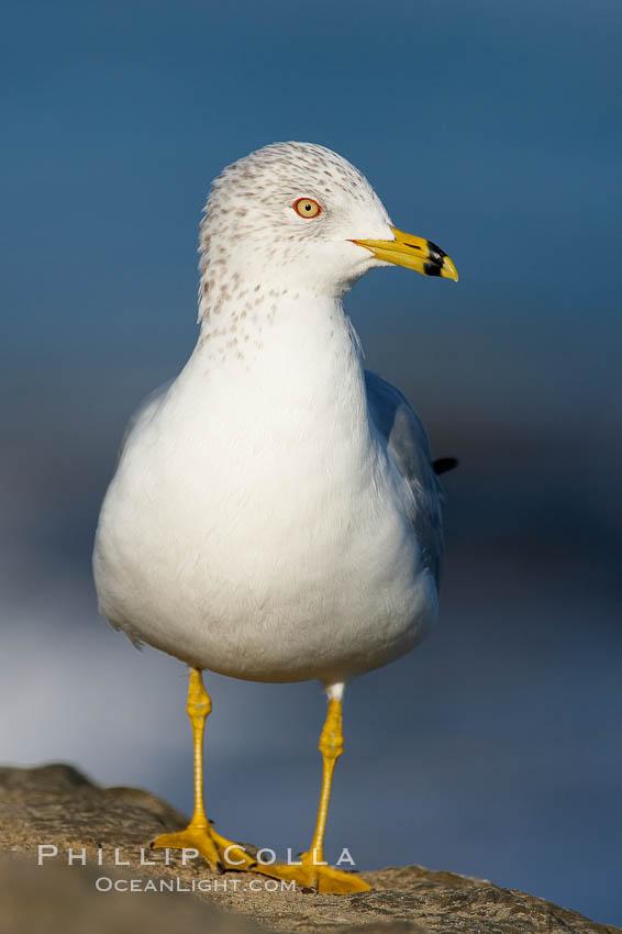 Ring-billed gull. La Jolla, California, USA, Larus delawarensis, natural history stock photograph, photo id 18304