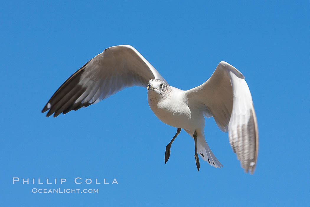 Ring-billed gull in flight. La Jolla, California, USA, Larus delawarensis, natural history stock photograph, photo id 18301