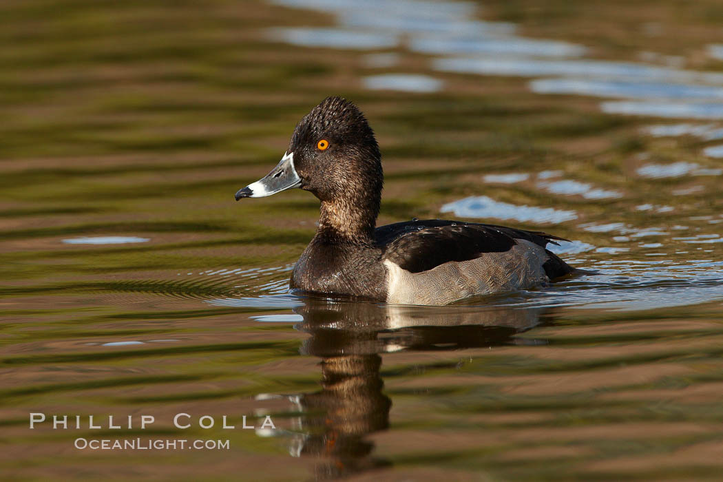 Ring-necked duck, male. Santee Lakes, California, USA, Aythya collaris, natural history stock photograph, photo id 23398