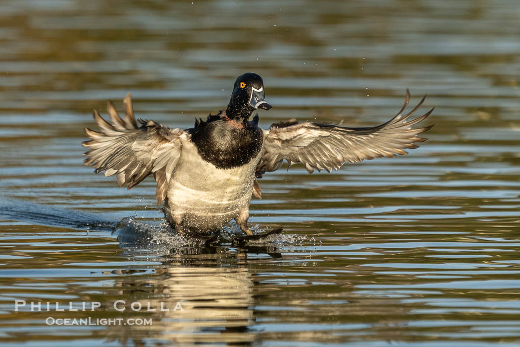 Ring-necked duck, male, Aythya collaris, Santee Lakes., Aythya collaris, natural history stock photograph, photo id 41501