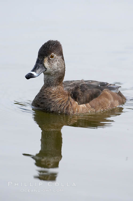 Ring-necked duck, female. Santee Lakes, California, USA, Aythya collaris, natural history stock photograph, photo id 15739