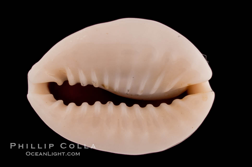 Ringless Bulging Cowrie., Cypraea obvelata perrieri, natural history stock photograph, photo id 08232