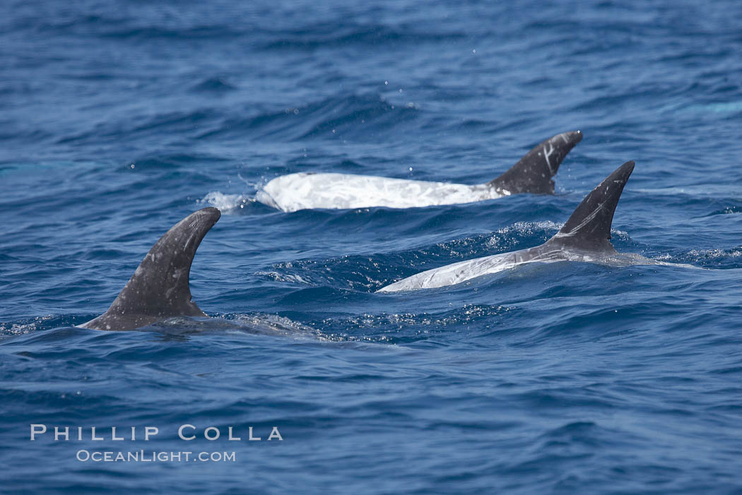 A group of Rissos dolphins. San Diego. California, USA, Grampus griseus, natural history stock photograph, photo id 12798