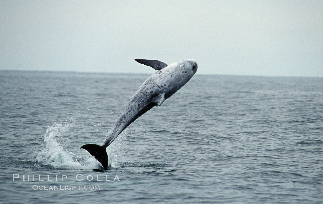 A Rissos dolphin leaps from the ocean in a full breach. Note distinguishing and highly variable skin and dorsal fin patterns, characteristic of this species.  White scarring, likely caused by other Risso dolphins teeth, accumulates during the dolphins life so that adult Rissos dolphins are almost entirely white.  Offshore near San Diego. California, USA, Grampus griseus, natural history stock photograph, photo id 07597