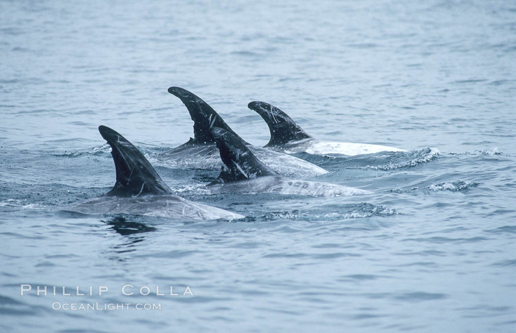 A group of Rissos dolphin surfaces.  Extensive scarring on adult Rissos dolphins allows identification of individuals based on their dorsal fins, provided the identification methodology incorporates scarring acquired in future years. Offshore near San Diego. California, USA, Grampus griseus, natural history stock photograph, photo id 07601