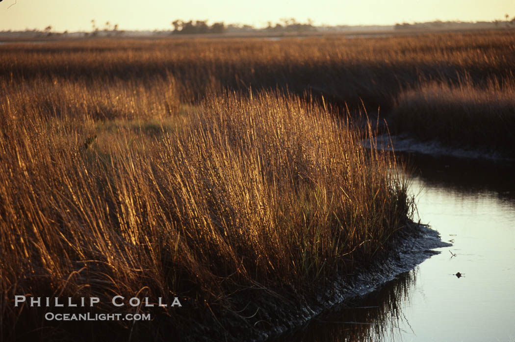 River grass., natural history stock photograph, photo id 02692