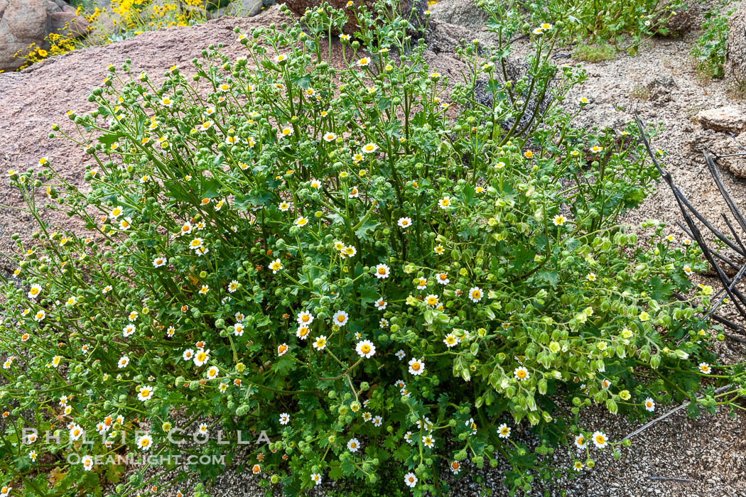 Rock daisy in spring bloom, Glorietta Canyon.  Heavy winter rains led to a historic springtime bloom in 2005, carpeting the entire desert in vegetation and color for months. Anza-Borrego Desert State Park, Borrego Springs, California, USA, Perityle emoryi, natural history stock photograph, photo id 10956