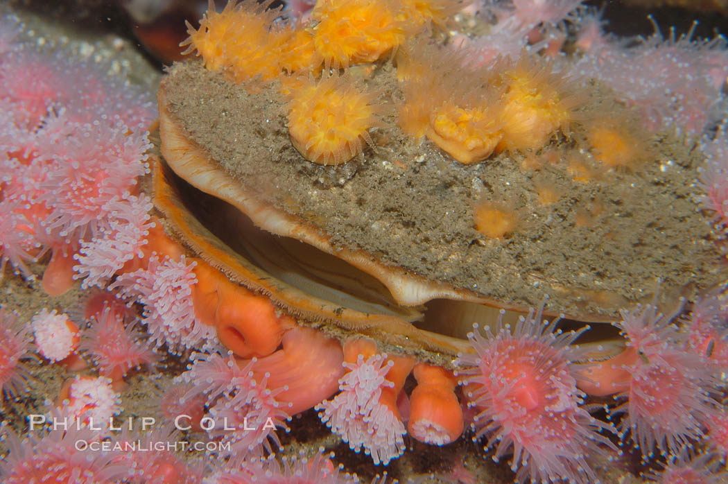Rock scallop with encrusting orange cup corals (top) and strawberry anemones (bottom)., Balanophyllia elegans, Corynactis californica, Crassedoma giganteum, natural history stock photograph, photo id 08934