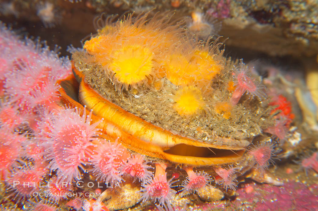 Rock scallop surrounded by strawberry anemones., Corynactis californica, Crassedoma giganteum, natural history stock photograph, photo id 14006