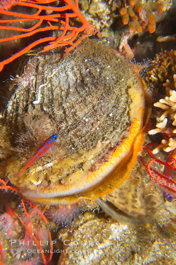 Rock scallop., Crassedoma giganteum, natural history stock photograph, photo id 14008