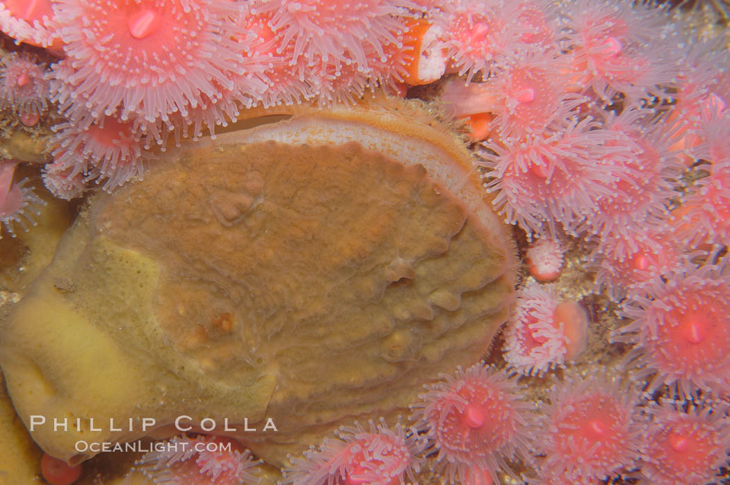 Rock scallop surrounded by strawberry anemones., Corynactis californica, Crassedoma giganteum, natural history stock photograph, photo id 08933