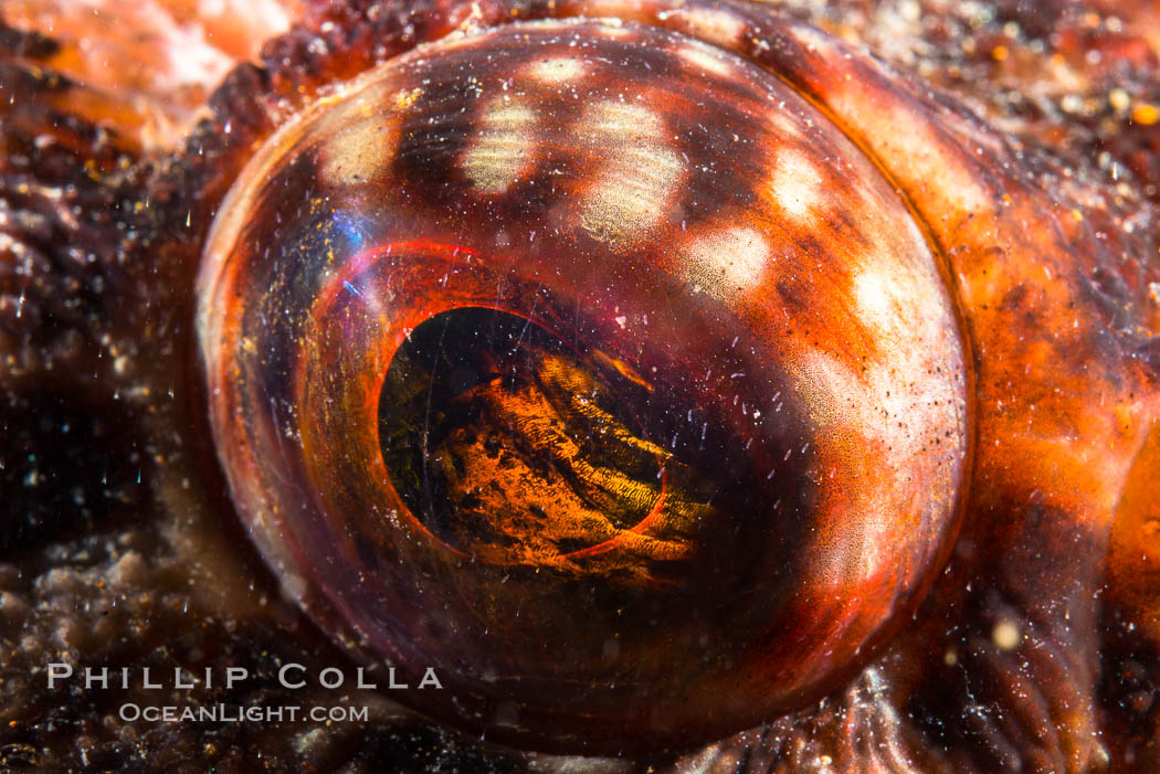 Rockfish Eye Detail, San Diego. California, USA, natural history stock photograph, photo id 34209