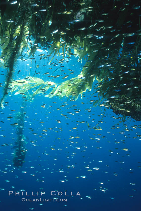 Drift kelp, open ocean. San Diego, California, USA, natural history stock photograph, photo id 02414