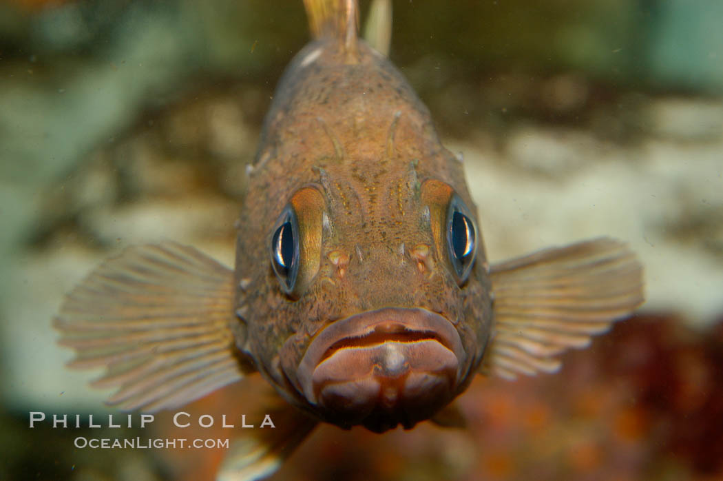 Unidentified rockfish., natural history stock photograph, photo id 10274