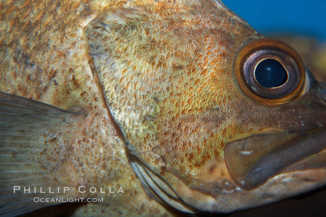 Unidentified rockfish., natural history stock photograph, photo id 11886