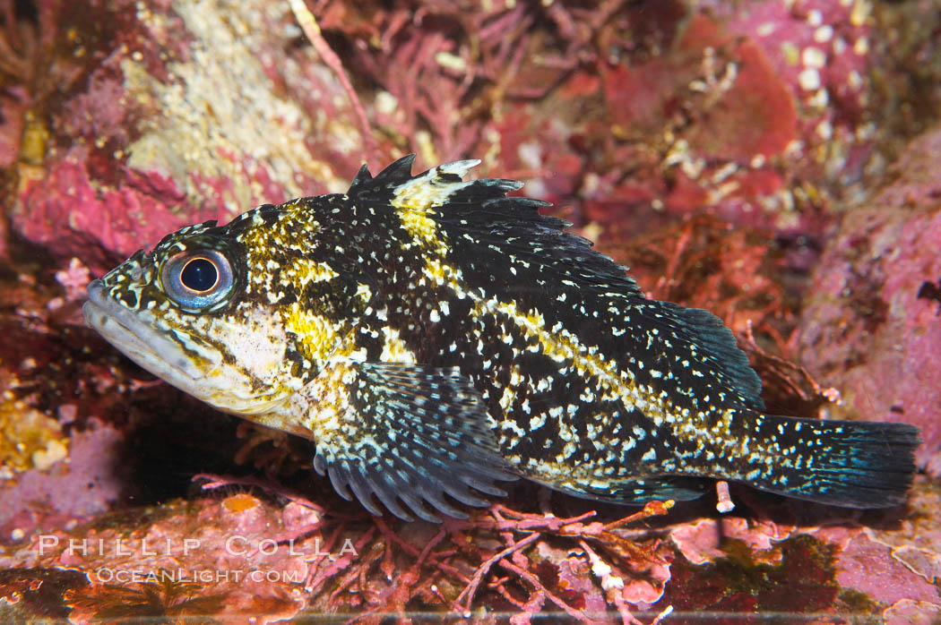 Unidentified rockfish., natural history stock photograph, photo id 14942
