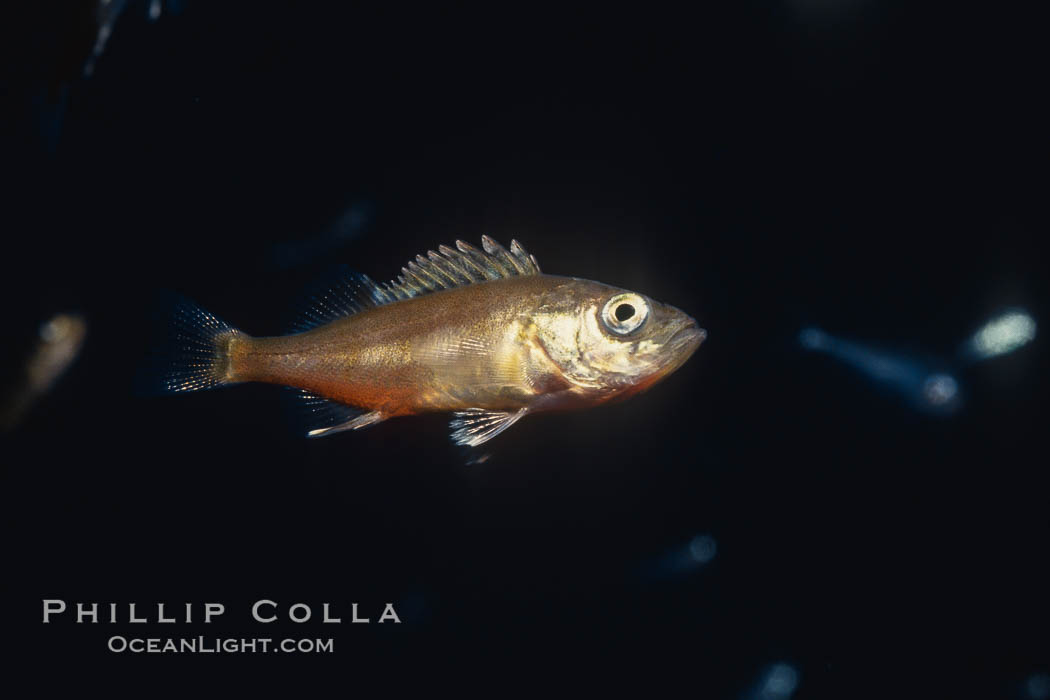 Juvenile rockfish, drift kelp. San Diego, California, USA, natural history stock photograph, photo id 00631