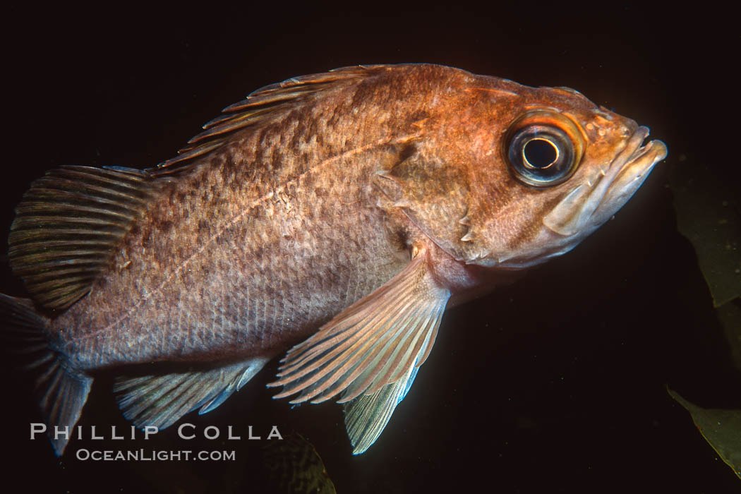 Rockfish. California, USA, natural history stock photograph, photo id 01031
