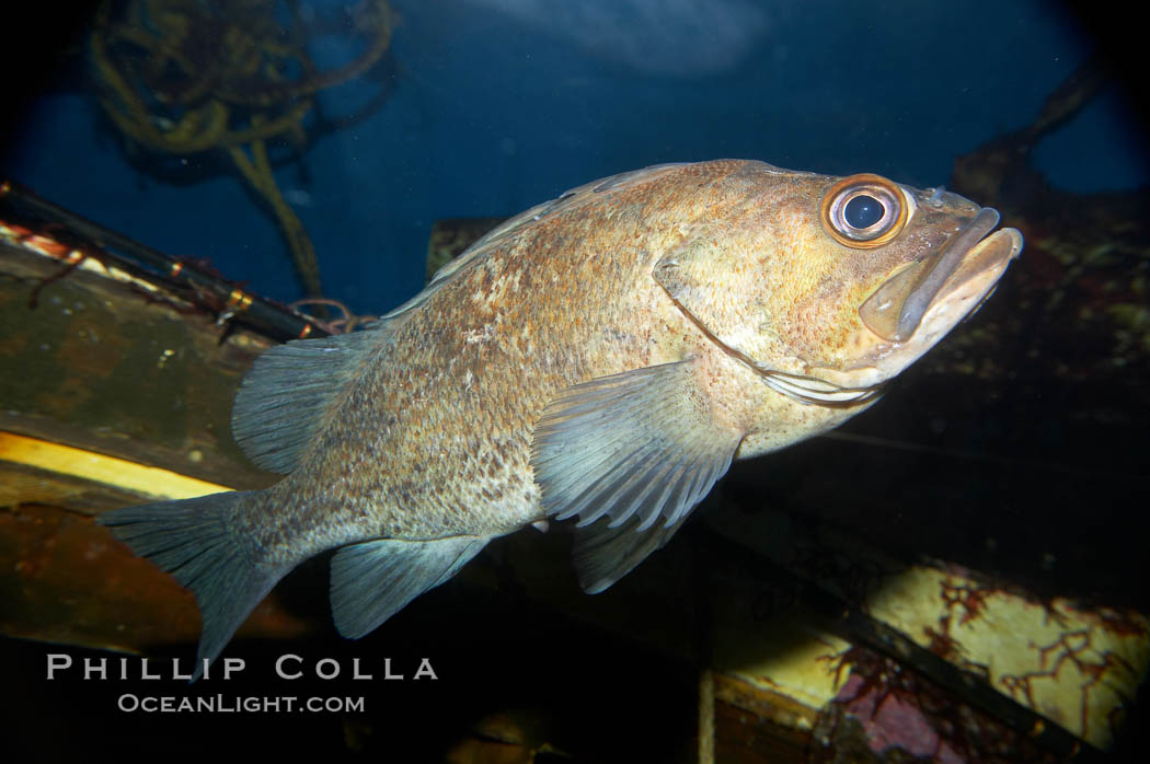 Unidentified rockfish., natural history stock photograph, photo id 11883