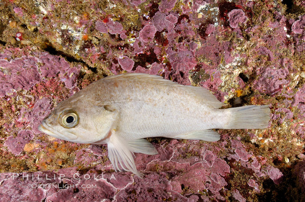 Unidentified rockfish. Santa Barbara Island, California, USA, natural history stock photograph, photo id 10137