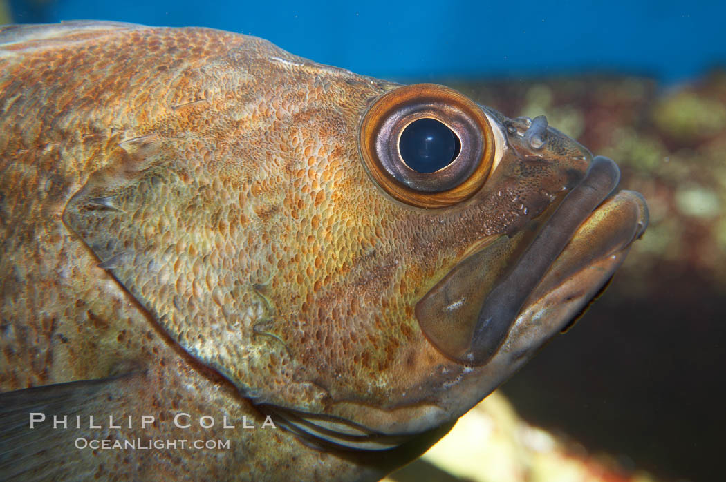 Unidentified rockfish., natural history stock photograph, photo id 11885