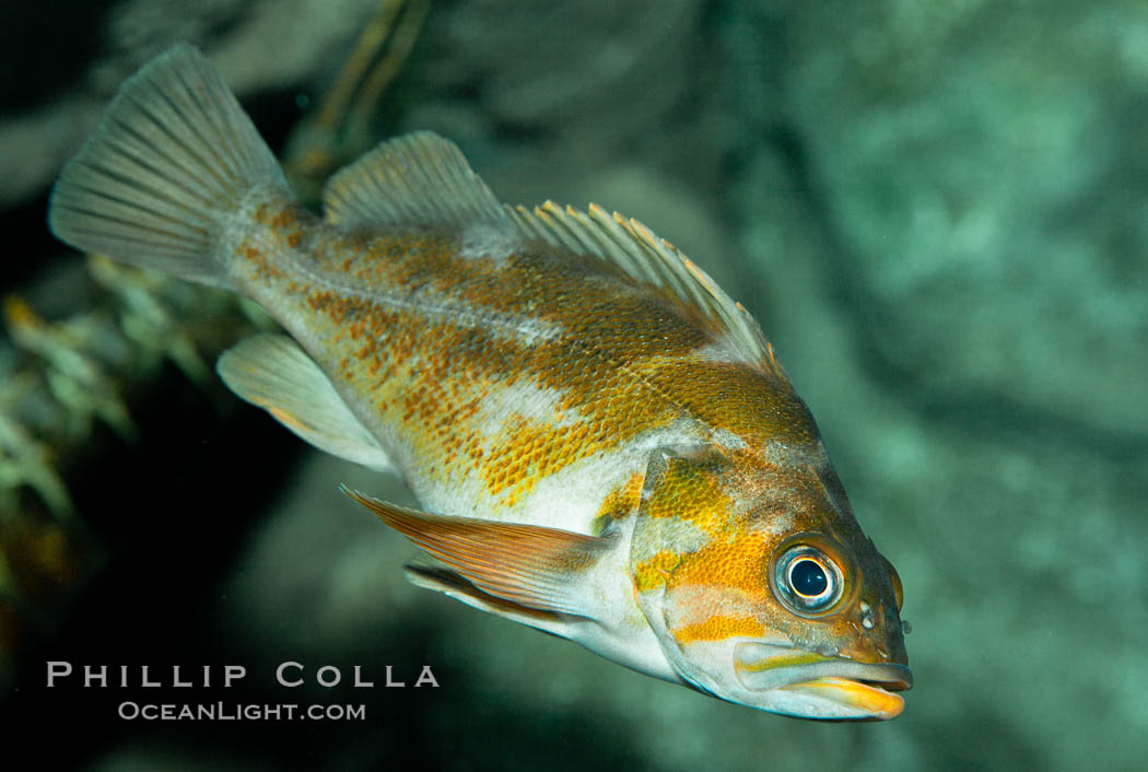 Unidentified rockfish., natural history stock photograph, photo id 27209