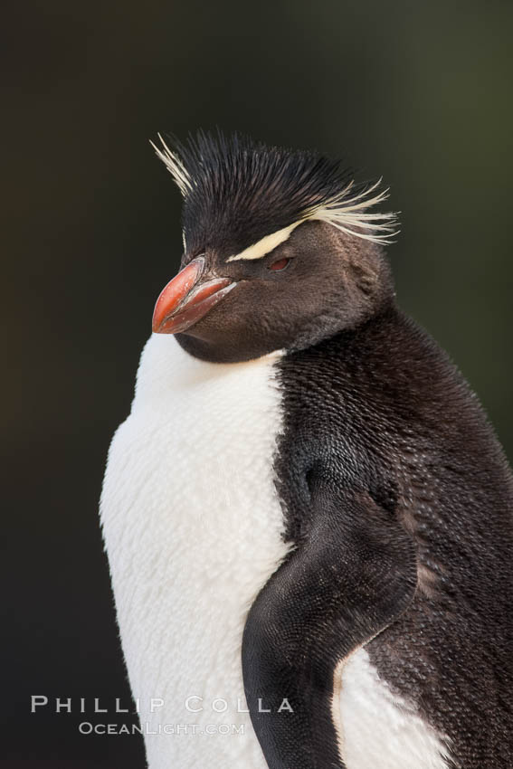 Rockhopper penguin portrait, showing the yellowish plume feathers that extend behind its red eye in adults.  The western rockhopper penguin stands about 23" high and weights up to 7.5 lb, with a lifespan of 20-30 years. New Island, Falkland Islands, United Kingdom, Eudyptes chrysocome, Eudyptes chrysocome chrysocome, natural history stock photograph, photo id 23724