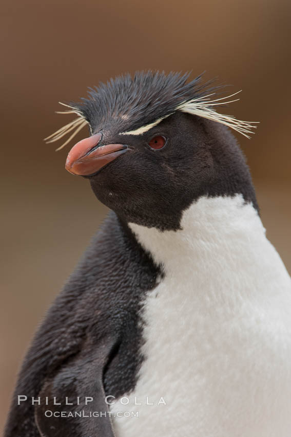 Rockhopper penguin portrait, showing the yellowish plume feathers that extend behind its red eye in adults.  The western rockhopper penguin stands about 23" high and weights up to 7.5 lb, with a lifespan of 20-30 years. New Island, Falkland Islands, United Kingdom, Eudyptes chrysocome, Eudyptes chrysocome chrysocome, natural history stock photograph, photo id 23735